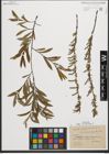 Foto von Salix purpurea L.